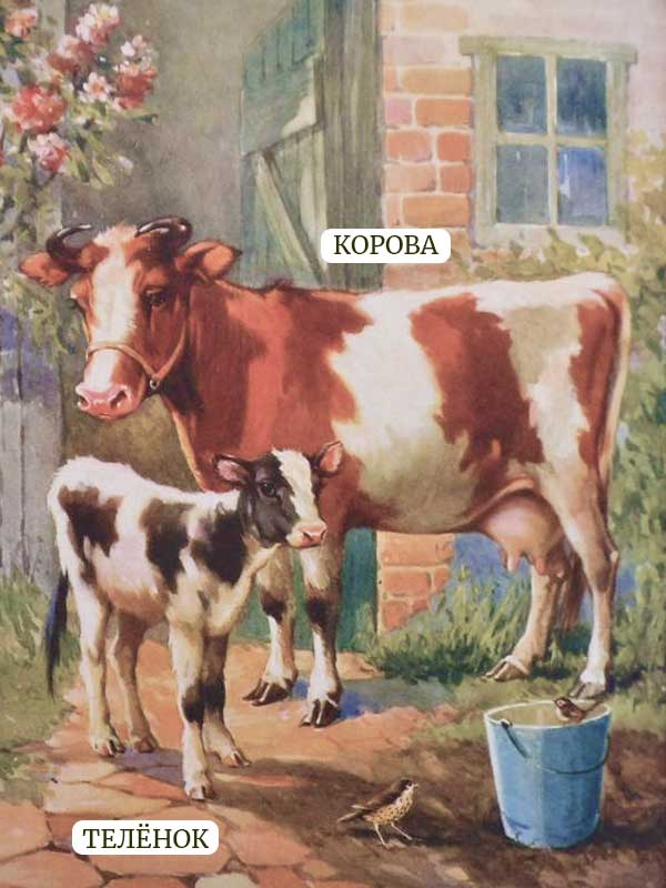 корова